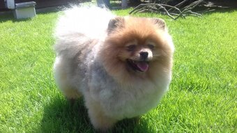 Pomeranian - 2