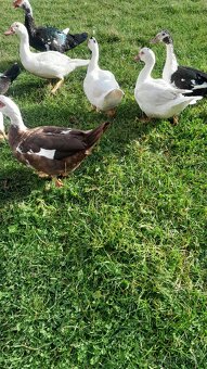 Prodám Pižmovky - 2