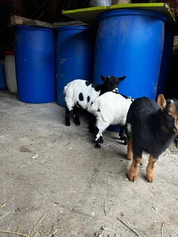 holandská zakrslá - 2