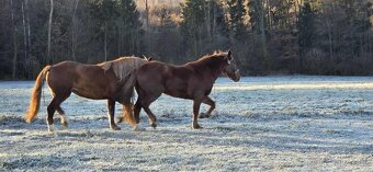Nádherná kobyla slezský norik - 2