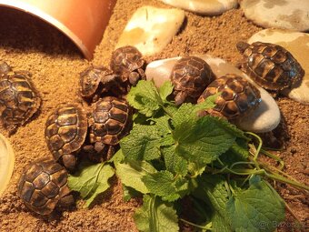 Želva Zelenavá, letošní prcci, smlouva+Cites - 2