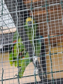 Amazoňan modročelí - 2