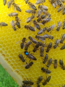 Včelí oddělky 2026 - 2