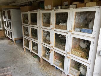 Kalifornský černý - 2