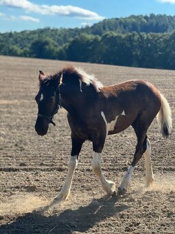 Barock pinto kobylka - 2