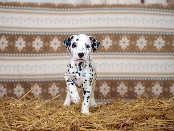 Prodej štěňátek - Dalmatin - 2