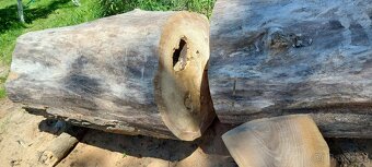 Dutý kmen jilm horský - 2