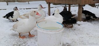 Kachna pižmová - 2