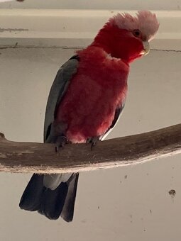 amazonan oretrix - 2