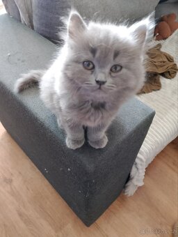 Britský modrý kocourek - 2