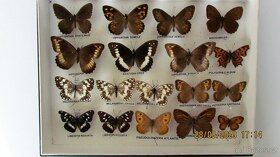 Sbírka motýlů modrásci a babočky - 2