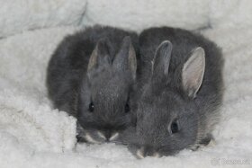 Zakrslí králíčci mini saten gen - 2