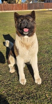 Krytí Americká akita - 2