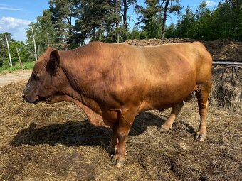 Plemenný býk aberdeen angus - 2