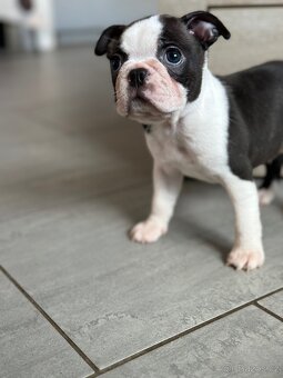 Boston Terrier - 2