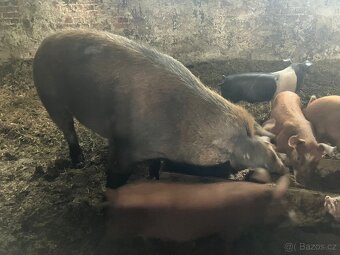 Prasnice xDuroc - 2