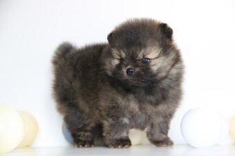 Pomeranian s PP/ FCI - 2