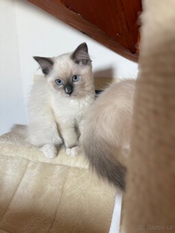 Ragdoll - 2