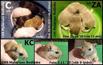 Piskomilove mladata - 2