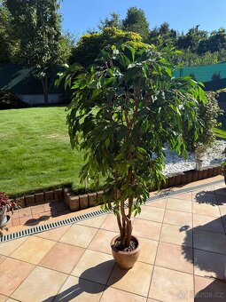 Umělý fikus benjamin - 2