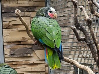 Amazoňan Kubánsky  1.0 - 2