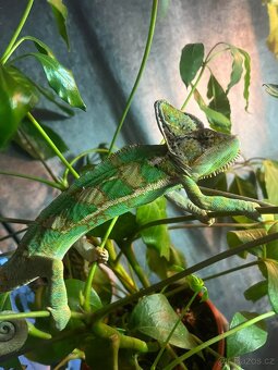 Chameleon jemenský - 2