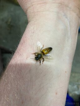 Včelí oddělky Buckfast VSH 2026 - 2