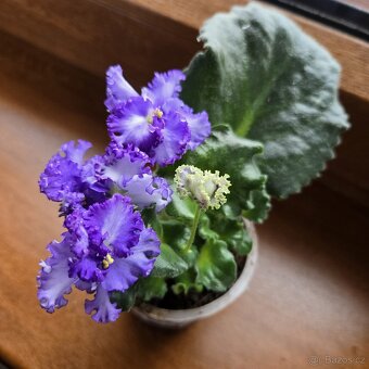 Fialka "CURLY" bílá + fialová, zakořeněný list nakvétá - 2