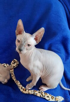 Don Sphynx Kocourek s PP - 2