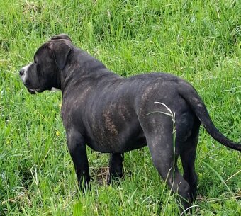 American Bully steniatko - 2