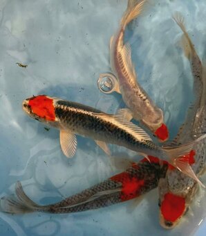 Koi kapr-tancho maruten 10-12cm - 2
