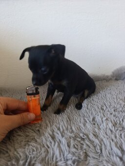 Pražský krysařík mini bez PP - 2