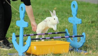 Daruji králičici Charity - 2