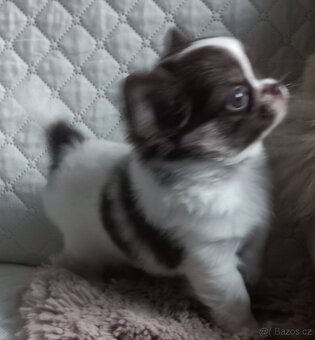Pidi Čivava - 2