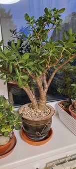 Crassula ovata-Tlustice - 2