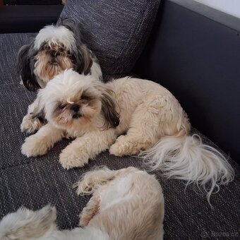 Prodám pejsky shih-tzu,shi-tzu, 1roční, čipovaný - 2