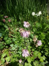 Orlíček - semena, odkopky - mix barev - 2