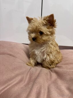 Yorkshir, yorkshirský jorkšírský terier štěně s pp - 2