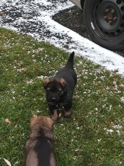 Německý ovčák štěňata - 2