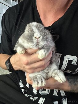 Modrooké minilopky - k odběru ihned - 2