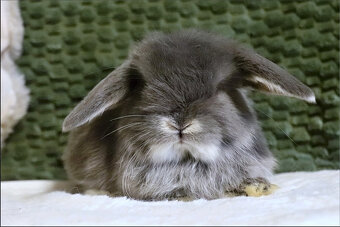 Zakrslý králíček - beránek MINILOP 🩷 - 2