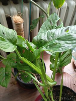 MONSTERA adansonie - 2