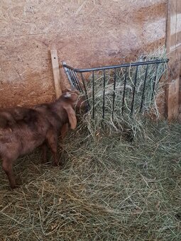 Anglonubijský kozel - 2