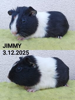 Morčata - samci - 2