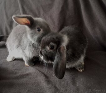 Zakrslý beránek králíček - 2