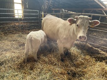 tele + kráva Charolais - 2