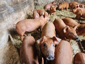 Selata duroc - 2