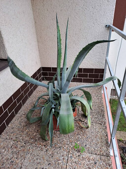 Agave - rostlina - 2