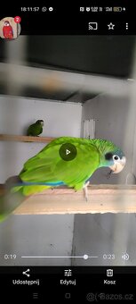Samica Amazon Ventralis Amazona Haitsky - 2