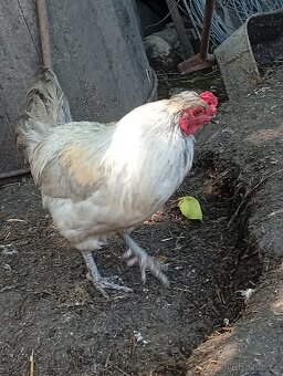 Kohout araukana levandr - 2